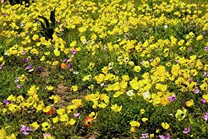 Cyrpus: Turban Buttercups (and a few Crown Anemones) on
