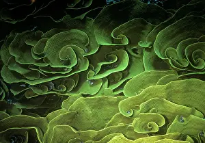 Turbinaria: Turbinaria / Lettuce Coral