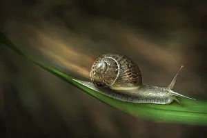 Crawl: Turbo snail, Parma, Italy