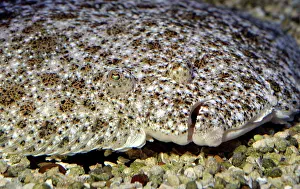 Turbot: Turbot