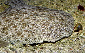 Turbot: Turbot