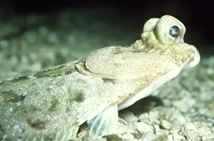 Seabed: TURBOT - EYES SHOWING ON HEAD