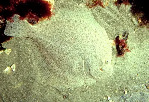 Turbot: Turbot Fish - Underwater - camouflaged by seabed