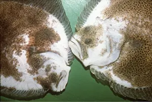 Aquariums: TURBOT-In culture tank