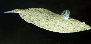 Bothus: Turbot - right sided flatfish swimming off the sea bed