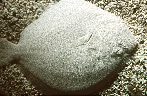 Turbot: TURBOT - ON SEA BED