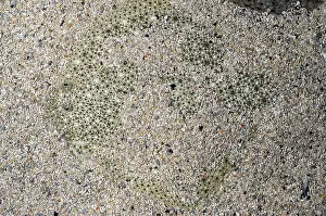 Settled: Turbot settled on seabed with sand wafted