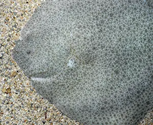 Settled: Turbot settled on seabed with sand wafted