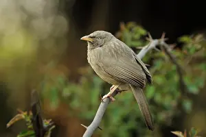 Striatus: Turdoides striata Turdoides striatus Turdoides