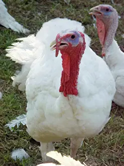 Melagris: Turkey