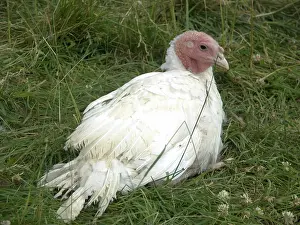 Melagris: Turkey