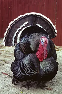 Thanksgiving: Turkey
