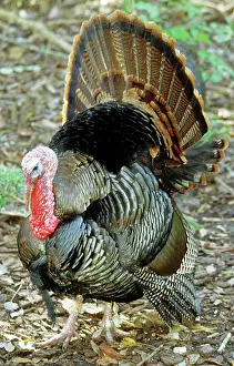 Ritual: Turkey