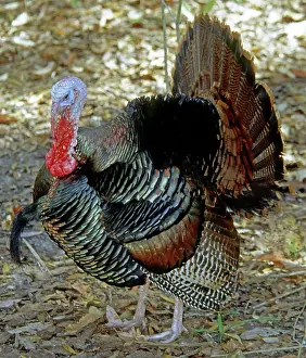 Ritual: Turkey