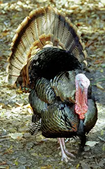 Ritual: Turkey