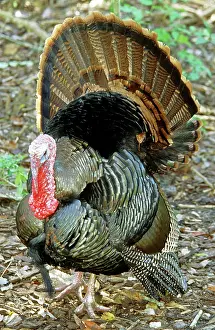 Ritual: Turkey