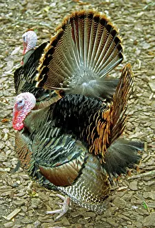 Ritual: Turkey