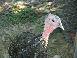 Turkeys: Turkey