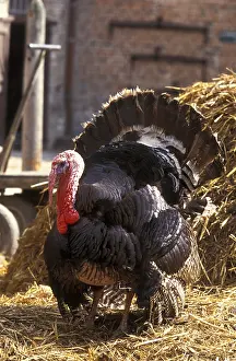 Times: Turkey Bronze d'Amerique on a bale of straw France