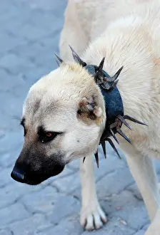 Cappadocia: Turkey. Cappadocia. Dog with a collar to protect