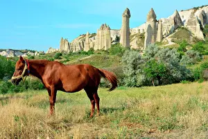 Goreme: Turkey. Cappadocia. Near Goreme, horse in the Love