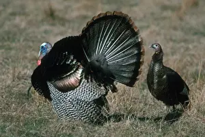 Gobbler: Turkey Courtship