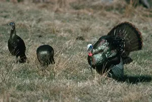 Gobbler: Turkey Courtship