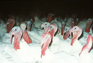 Neck: TURKEY FARM
