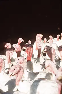 Exploitation: TURKEY FARM