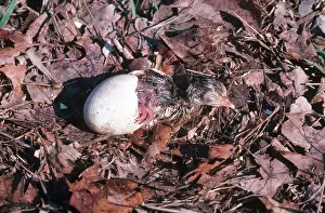 Poult: Turkey Hatching