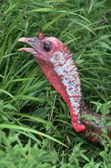Vocalizing: Turkey Hen Gobbling