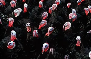 Lots: TURKEY - lots in free range pen