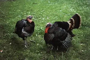 Strutting: Turkey Male and Female