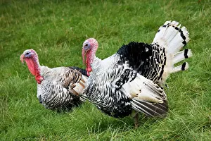 Parading: Turkey - male parading before female turkey