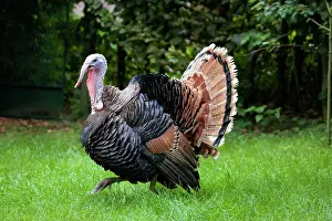 Parading: Turkey - male parading with spread tail