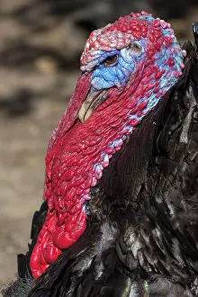 Meleagris: Turkey (Meleagris gallopavo), portrait, Bavaria