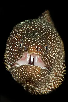 Meleagris: Turkey moray (Gymnothorax meleagris) with open mouth