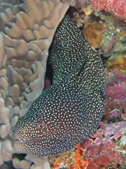 Moray: Turkey moray (Gymnothorax meleagris), Sodwana Bay