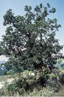 Ardea London: TURKEY OAK - on limestone