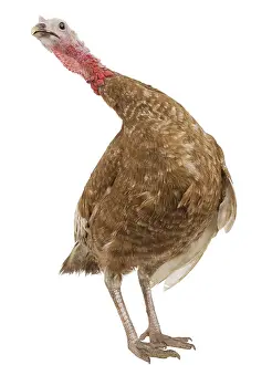 Bulge: Turkey red of the Bulge