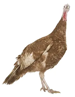 Bulge: Turkey red of the Bulge