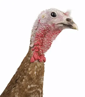 Bulge: Turkey red of the Bulge Portrait