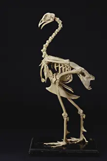 Mounted: Turkey Skeleton