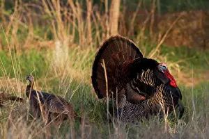 Gamebird: Turkey Tom Displaying to Hen