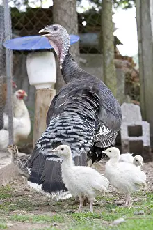 Farmyards: Turkey and turkey in the backyard in the Vosges