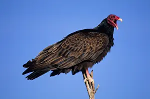 Cathartes: Turkey Vulture