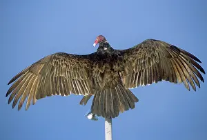 Cathartes: Turkey Vulture