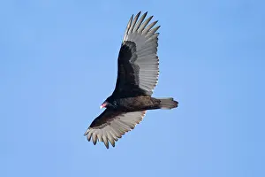 Cathartes: Turkey Vulture