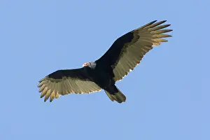 Cathartes: Turkey Vulture