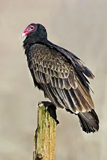 Cathartes: Turkey Vulture